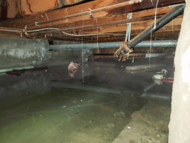 Best Water damage restoration experts  in Kenbridge, VA