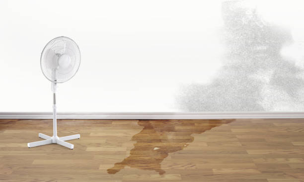 Best Basement water damage restoration  in Kenbridge, VA
